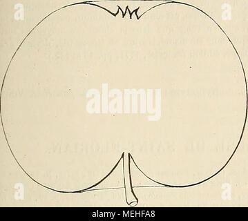 . Wörterbuch de pomologie: Contenant l'histoire, la Description, la Abbildung des Früchte Früchte anciens et des modernes les plus gÃ©nÃ©ralement connus et cultivÃ © s. ROS [Rose fra] 769 462. Pomjme ROSE DE FRANCE. Synonyme. Â Pommes: 1. Eine Flsur Doppel (dom Claude Saint-Etienne, Nouvelle Anweisung gießen connaÃ®tre les Bons Obst, 1670, S. 211 et 217; et Manger, Systematische Pomologie, 1780, S. 40, N°clxi). Â 2. Roos (Hermaa Knoop, Pomologie, 1760, Ã © dit. Allemande, S. 3, 60; et 1771, Ã © dit. FranÃ§aise, S. 15, 132). Beschreibung de l'ai * - Bre. Â Bois: Peu fort. - Hameaux: nombreux à Stockfoto