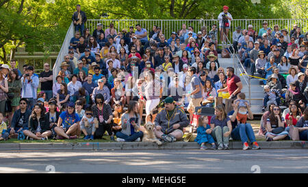 Davis, Kalifornien, USA, 21. April 2017. Öffentliche sammelt die Parade während der UC Davis jährliche Picknick Tag zu beobachten. Picknick Tag ist ein glücklicher Tag an der UC Californ Stockfoto