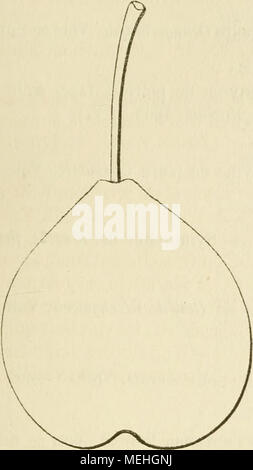 . Wörterbuch de pomologie, Contenant l'histoire, la Description, la Abbildung des Früchte Früchte anciens et des modernes les plus g © n©ralement connus et cultivÂ © s. Historique. "La Quintinye planta ce Muscat dans le potager de Versailles, nicht Louis XIV lui Avait, Vers 1670, confiÃ © l'Organisation. Il estimait beaucoup cette petite Poire, l'appelait Muscat Fleuri d'Automne ou à longue Queue, et la Dekor crivait ainsi: ff Elle est Ronde, roussÃ¢tre, Ã Stuhl tendre, Â" Ã goÃ"t fin et relevÃ©, toute propre À-Ãªtre Â" mangÃ© e goulÃ" ment, tout de mÃªme qu'une "Bonne Prune ou qu'une belle Griotte Stockfoto