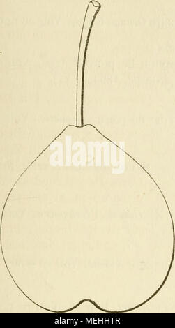 . Wörterbuch de pomologie, Contenant l'histoire, la Description, la Abbildung des Früchte Früchte anciens et des modernes les plus g © n©ralement connus et cultivÂ © s. Historique. "La Quintinye planta ce Muscat dans le potager de Versailles, nicht Louis XIV lui Avait, Vers 1670, confiÃ © l'Organisation. Il estimait beaucoup cette petite Poire, l'appelait Muscat Fleuri d'Automne ou à longue Queue, et la Dekor crivait ainsi f - "Elle est Ronde, roussÃ¢tre, Ã Stuhl tendre, Â" Ã goÃ"t fin et relevÃ©, toute propre À-Ãªtre Â" mangÃ© e goulÃ" ment, tout de mÃªme qu'une "Bonne Prune ou qu'une belle Griotte Stockfoto