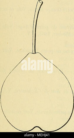 . Wörterbuch de pomologie: Contenant l'histoire, la Description, la Abbildung des Früchte Früchte anciens et des modernes les plus gÃ©nÃ©ralement connus et cultivÃ © s. Historique. "La Quintinye planta ce Muscat dans le potager de Versailles, nicht Louis XIV lui Avait, Vers 1670, confiÃ © l'Organisation. Il estimait beaucoup cette petite Poire, l'appelait Muscat Fleuri d'Automne ou à longue Queue, et la Dekor crivait ainsi: "Elle est Ronde, roussÃ¢tre, Ã Stuhl tendre, Â" Ã goÃ"t fin et relevÃ©, toute propre À-Ãªtre Â" mangÃ© e goulÃ" ment, tout de mÃªme qu'une "Bonne Prune ou qu'une belle Griott Stockfoto