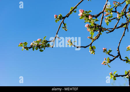 Głębowice, Polen. April 22, 2018. Apple tree während der Blütezeit. Frühling sonniges Wetter. Apfelbäume in voller Pracht erblühen. Credit: W124 Merc/Alamy leben Nachrichten Stockfoto