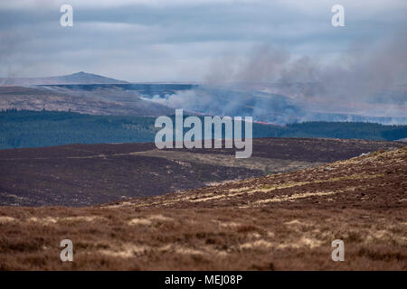 Dartmoor, Großbritannien. 22 Apr, 2018. Ein großes Feuer Ginster, mal 2 Meilen lange, brach in Dartmoor am 22. April 2018 in der Nähe von Watern Tor mit Hubschraubern und firecrews von Stationen in Devon sorgen und Menschen geraten aus dem Bereich zu halten. Credit: Neil Julian/Alamy leben Nachrichten Stockfoto