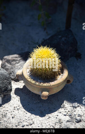 Einen kleinen Kaktus mit gelben Sporen in einem winzigen Vase Stockfoto