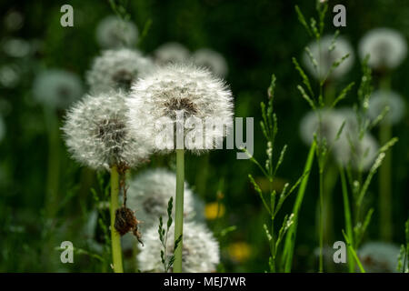 Löwenzahn Blumen gegen grüner Hintergrund Stockfoto