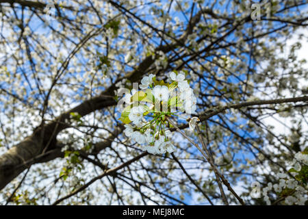 Cherry Blossom hängt in einem Baldachin aus einem Dickicht von wilden Kirschbäume, Prunus avium. Stockfoto