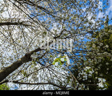 Cherry Blossom hängt in einem Baldachin aus einem Dickicht von wilden Kirschbäume, Prunus avium. Stockfoto