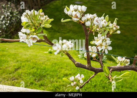 Blühen auf ein Spalier Birnbaum, Doyenne De Comice, über einem kleinen Obstgarten. Stockfoto