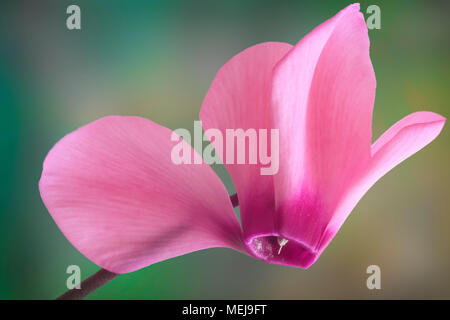 Auf einem hellen Hintergrund hell rosa cyclamen Blumen close-up. Stockfoto