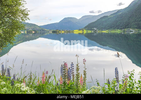 Barsnesfjorden mit bunten Lupinen, Norwegen, Fjord Landschaft mit blühenden Blumen, Ufer durch das Sonnenlicht und Reflexionen im Wasser gesichtet Stockfoto