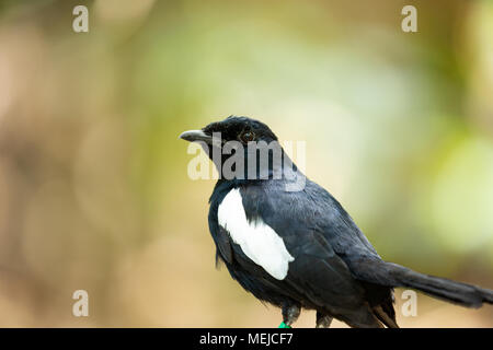 Magpie Robin im Wald, Seychellen Stockfoto