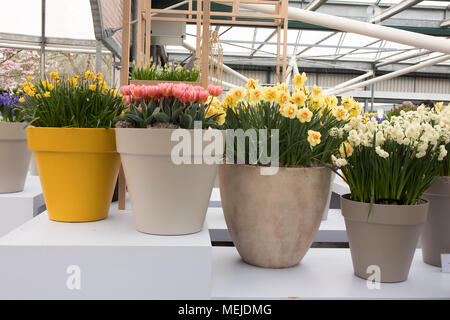 Bunte Tulpen und Narzissen im kermaic Vasen in einem Gewächshaus in einem botanischen Garten Stockfoto