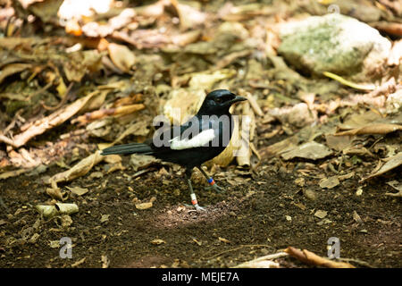 Seychellen - Magpie Robin im Wald Stockfoto