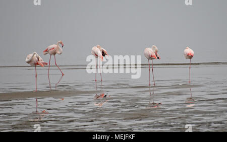 Flamingos in Namibia Stockfoto