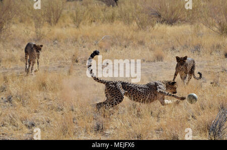Geparden in Namibia Stockfoto