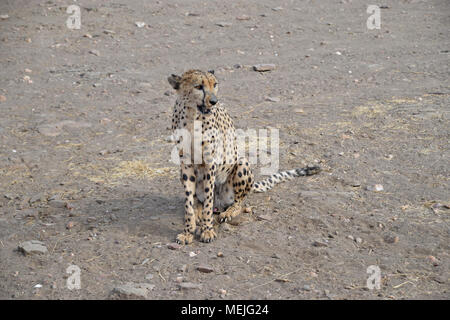 Geparden in Namibia Stockfoto