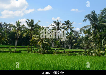 Reisfelder in Bali (Indonesien) Stockfoto