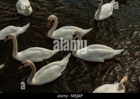 Schwäne schwimmen in Roundhay Park See Stockfoto