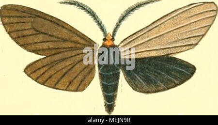. Die ausländischen Schmetterlinge in Abbildungen nach der Natur. #, J^. 4. Ss'em. Spk. aJ/C. "Vlr^ Glimmer. Stockfoto