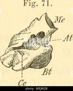 . Die Anatomie des Kaninschens in topographischer und operativer Rücksicht. Stockfoto