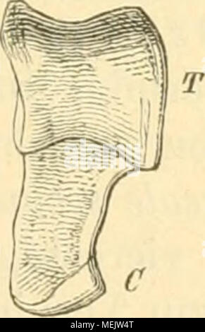 . Die Anatomie des Kaninschens in topographischer und operativer Rücksicht. Stockfoto