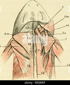 . Die Anatomie des Frosches. Ein Handbuch fÃÂ¼r Physiologen, ÃÂ¤rzte und studirende. fd d m Id i c la s c Muskeln des Rückens und Schulterblatts. fascia dorsalis. Dieselbe rechts in der Nähe der Dornfort-Sätze durchschnitten. m. depressor maxillae, von der fascia Dor-Salis entspringend, auf der rechten Seite durchschnitten und zurückgeschlagen. latissimus dorsi, Desgl. (Links ist der Muskel nicht bezeichnet). m. untergrätenmuskel.in.cucullaris. ra. levator anguli Schulterblatts. m. Sternocleidomastoideus. ra. retrahens Schulterblatts. maior des Menschen entspricht, ist von dreieckiger Gestalttherapie, sterben die Breite Stockfoto