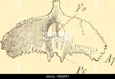 . Die Anatomie des Kaninschens in topographischer und operativer Rücksicht. Stockfoto