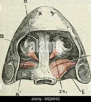 . Die Anatomie des Frosches: ein Handbuch,. Stockfoto