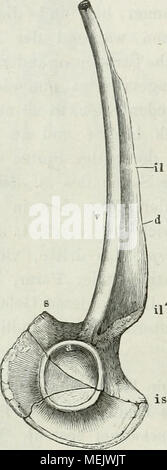 . Die Anatomie des Frosches: ein Handbuch,. Stockfoto