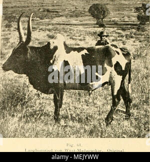 . Die Abstammung der ältesten Haustiere.. . Stockfoto