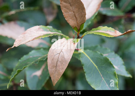 Lorbeerblätter - Bay Lorbeer (Laurus nobilis) Pflanze mit Frost Kälte Schäden an Blättern in de Garten Stockfoto