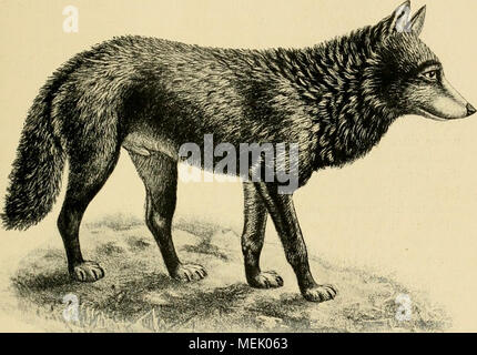 . Die Abstammung der ältesten Haustiere.. . Abb. 23. Tibetwolf (Canis Niger). (/ Sclater.) Tibethunden und europäischen Doggen erscheint jedoch eine Beziehung zum Dingo wenig sicher, zumal beim Nepalhund sterben Einwirkung von Paria - Blut denkbar ist. Die Abstammung von einem asiatischen Wolf erscheint schon aus geographischen Gründen naheliegend. Man könnte einen Löwen in Ilochasien lebende Lokalform von Canis lupus denken. This Kunst ist bekanntlich sehr variabel, so dass A. Nehriiig selbst den indischen Canis pallipes als eine Lokalrasse unseres gemeinen Wolfes betrachtet. Xun machte A. A. Kinlo Stockfoto