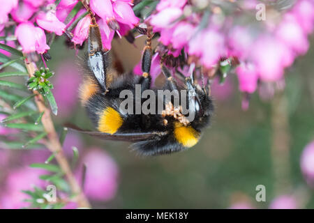 Queen buff-tailed Hummel (Bombus terrestris) mit Bumblebee Milben im frühen Frühjahr-uk Stockfoto