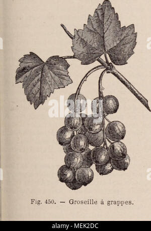 . Wörterbuch d'Gartenbau illustrÃ©/par D. Bois prÃ© Gesicht de Maxime Cornu avec la collaboration de E. André... [Et Al.]. . Abb. 450. Â Groseille à grappes. GROSEILLIER. - Terrains et Situationen qui mviennent au Groseillier. Â LeGroseillier vient peu prÃ¨s Partout en France. Il prÃ©fÃ¨re Les ter-lins lÃ© gers aux Terrains pourrissants; une demi-tuation ombragÃ © e Lui est plus Günstige u' une Exposition brÃ"LANTE. Verfasst von À la culture, le Dekor actions de développement de m branchage Ã©tant assez Restreint, zu Nutzen! Groseillier aussi Bien dans le jardin fruchtiger: Le Verger que dans le Parc d'Orne Stockfoto
