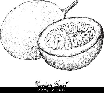 Tropische Früchte, Illustration Hand gezeichnete Skizze von Passionsfrucht oder Passiflora Edulis isoliert auf einem weißen Hintergrund. Mit Vitamin C und A mit Ess Stock Vektor
