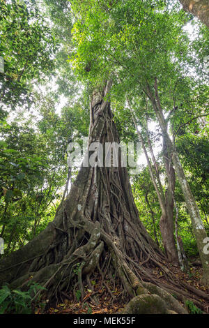 Große immergrüne Rat Baum (Ficus Altissima) in Laos. Es ist eine Art der Pflanze, ein Feigenbaum in der Familie Moraceae, beheimatet in Südostasien Stockfoto