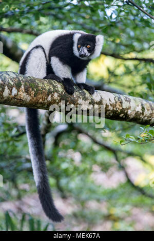 Schwarz-weiß Lemur vari (Varecia variegata), lemuridae Familie, endemisch auf Madagaskar, Ankanin Ny Nofy, Madagaskar Stockfoto