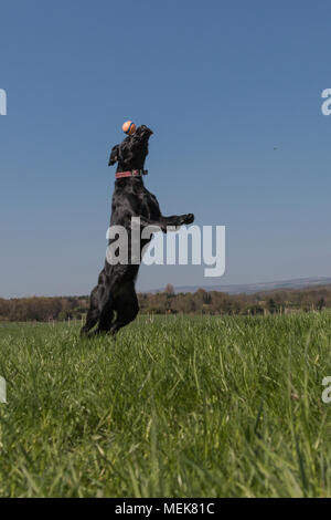 Schwarzer Labrador, Verriegelung mit einer Kugel in einem Feld Stockfoto