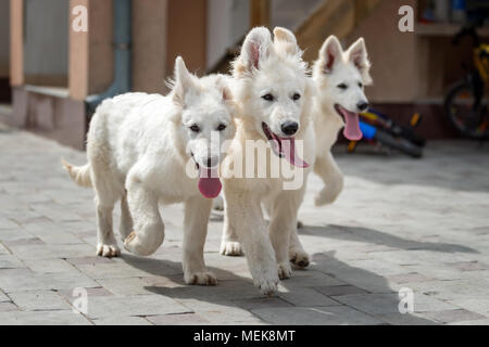 Berger Blanc Suisse. Weißer Schäferhund im Gras Stockfoto