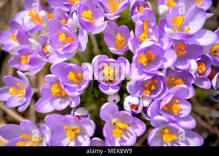 Biene visits lila Krokusse im Frühling Stockfoto