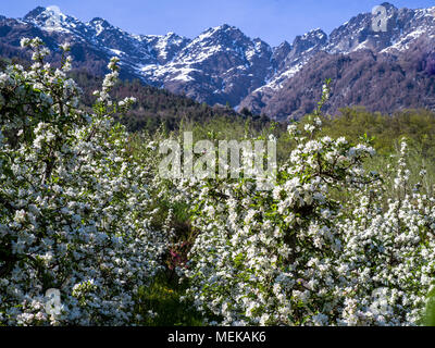 Blühenden weißen Apple Bäume vor der schneebedeckten Berge Stockfoto