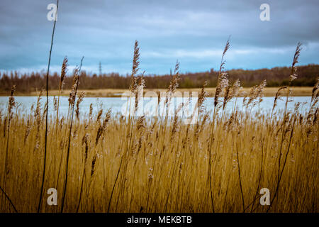 Grünland weiter in Cheshire England wachsen zu Wasser. Naturschutzgebiet mit langen stengeln Gräser im Vordergrund Stockfoto