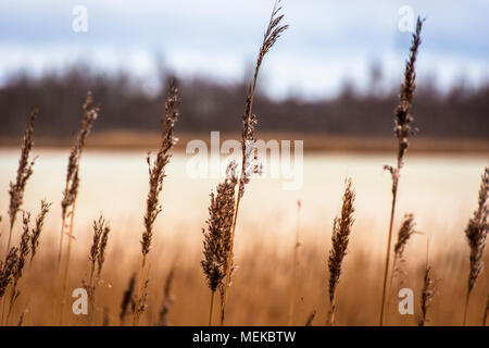 Grünland weiter in Cheshire England wachsen zu Wasser. Naturschutzgebiet mit langen stengeln Gräser im Vordergrund Stockfoto