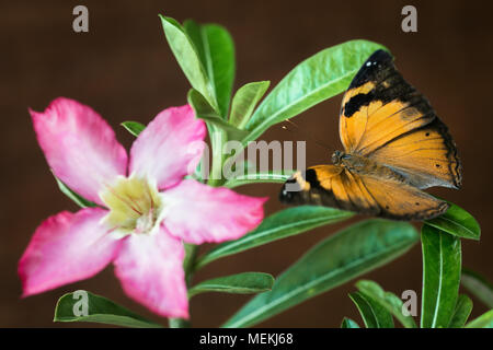 Cruiser Schmetterling oder Vidula dejone erotella ruht auf Blätter einer schöne rosa Adeniums (Desert Rose) blühende Pflanze. Selektiver Fokus auf Schmetterling Stockfoto