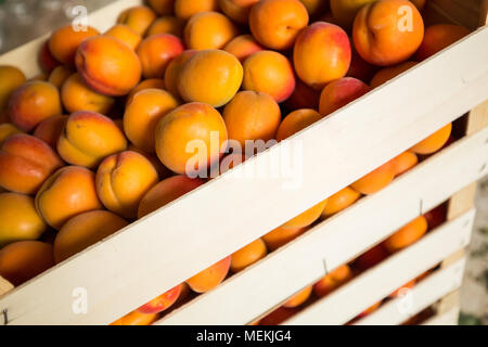 Aprikose Ernte. Frische Bio Aprikosen in einem hölzernen Warenkorb Stockfoto