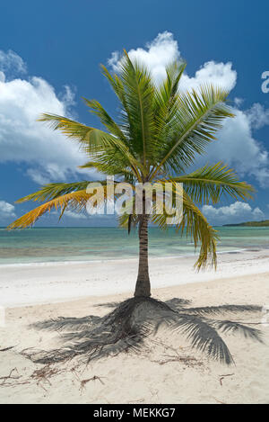 Kokosnuss Palmen am karibischen Strand in der Dominikanischen Republik Stockfoto