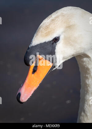 Nahaufnahme der Schwäne Kopf Stockfoto