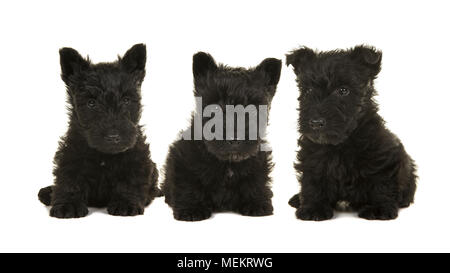Drei sitzen schwarze Scottish Terrier Welpen Hunde sitzen auf einem weißen Hintergrund Stockfoto