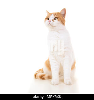 Rote und weiße britische kurze behaarte Katze sitzt und auf weißem Hintergrund Stockfoto