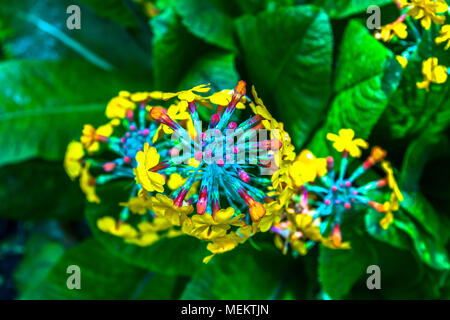 Globus vorangegangen Sommerblumen im hellen Sonnenschein. Alliums Stockfoto